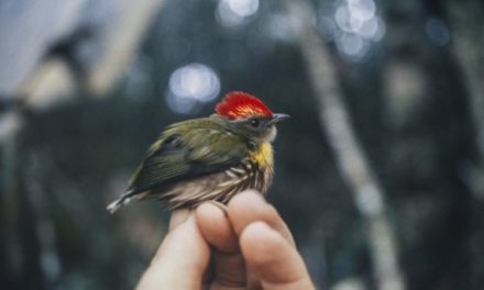 Perú: descubren nueva especie de ave gracias a su canto