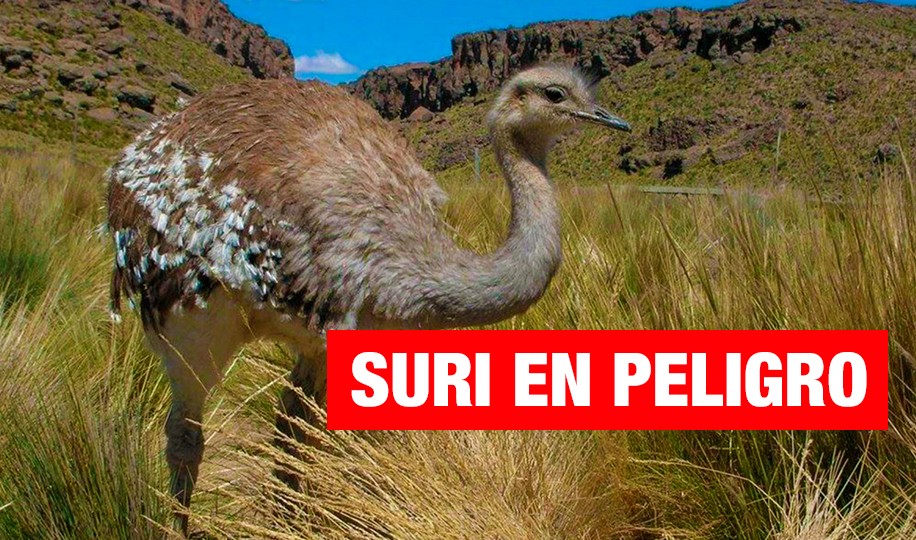 El suri en peligro de desaparecer del Altiplano peruano
