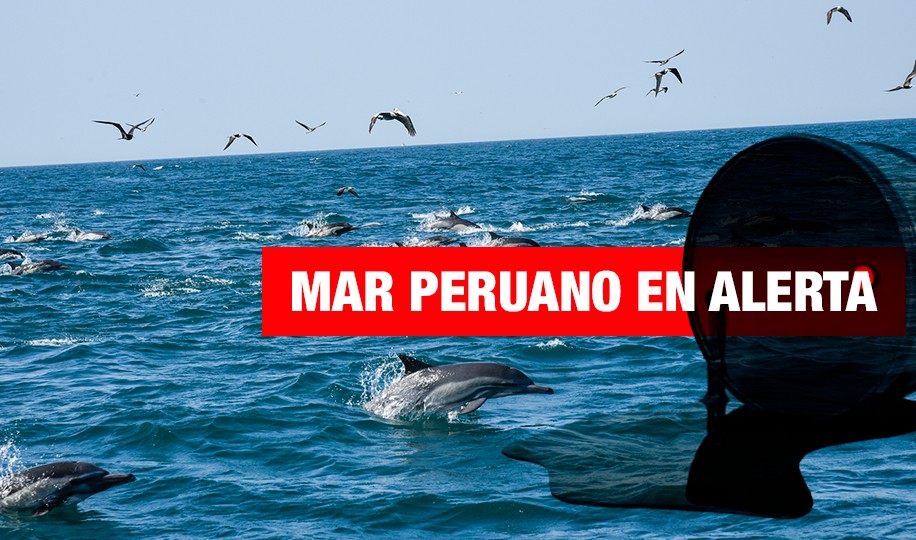 Perú: ¿conservación marina versus actividad petrolera?