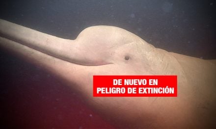 Delfines de la Amazonía son las especies más amenazadas del planeta
