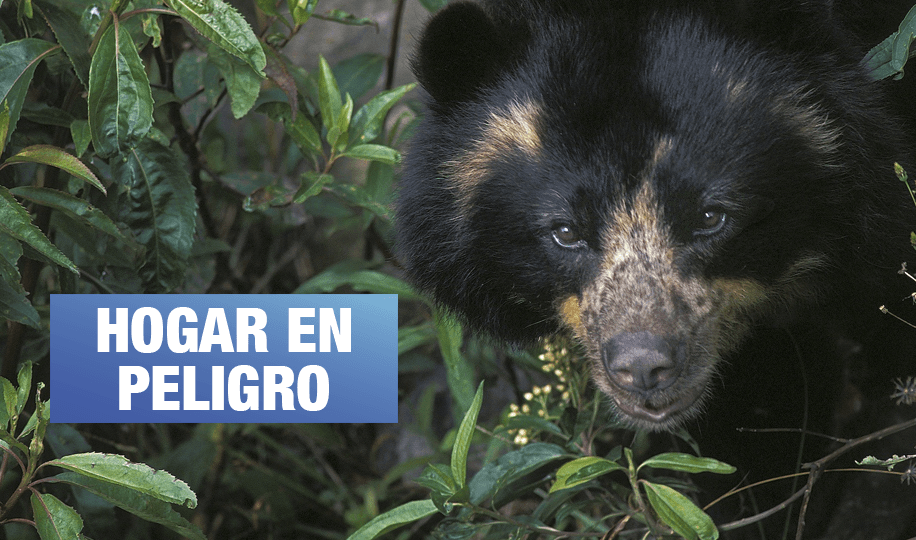 Choquequirao: el territorio amenazado del oso de anteojos en Perú