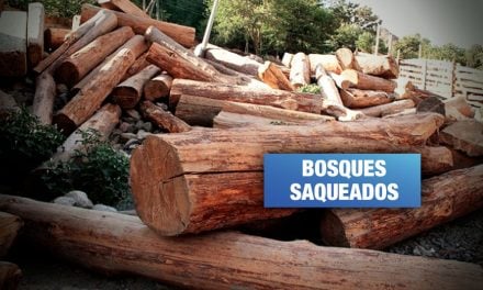 Cuidadores forestales en la red de tráfico de madera de ‘Los Cumaleros del Oriente’