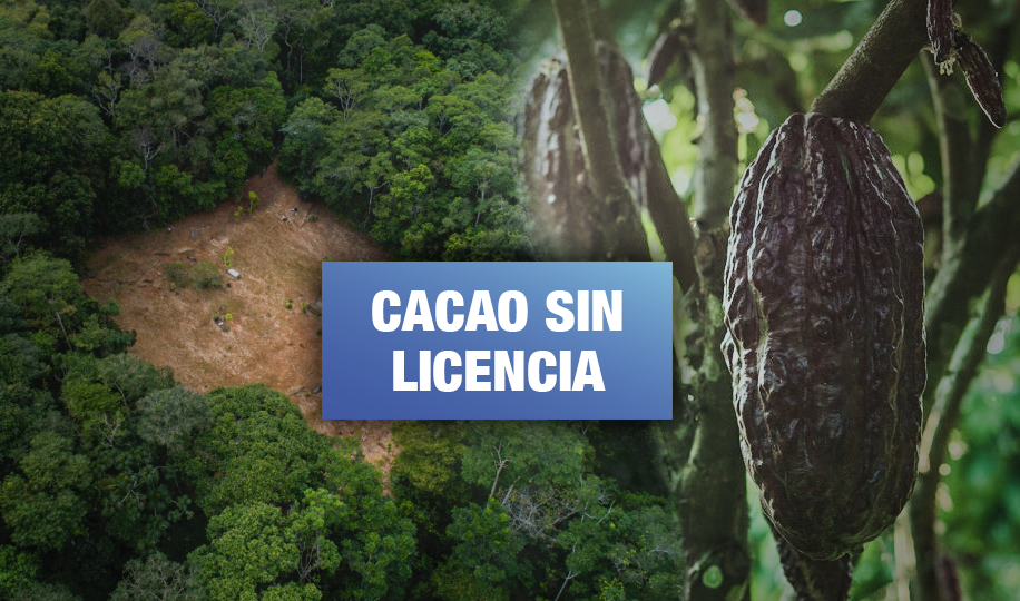 Empresa Tamshi es multada por comercializar cacao sin autorización ambiental
