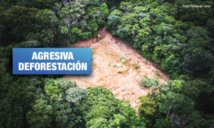 Perú perdió más de 2 millones de hectáreas de bosques en los últimos 20 años