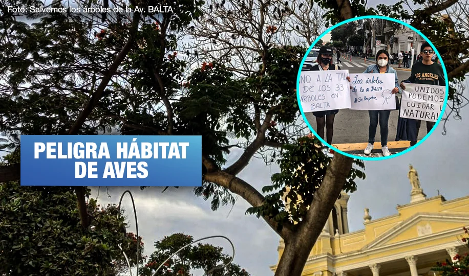 Activistas y vecinos de Chiclayo alertan que obra del municipio implica la tala de árboles