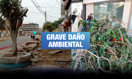 Ecocidio en Chiclayo: construcción de obra municipal destruye 23 árboles en la ciudad