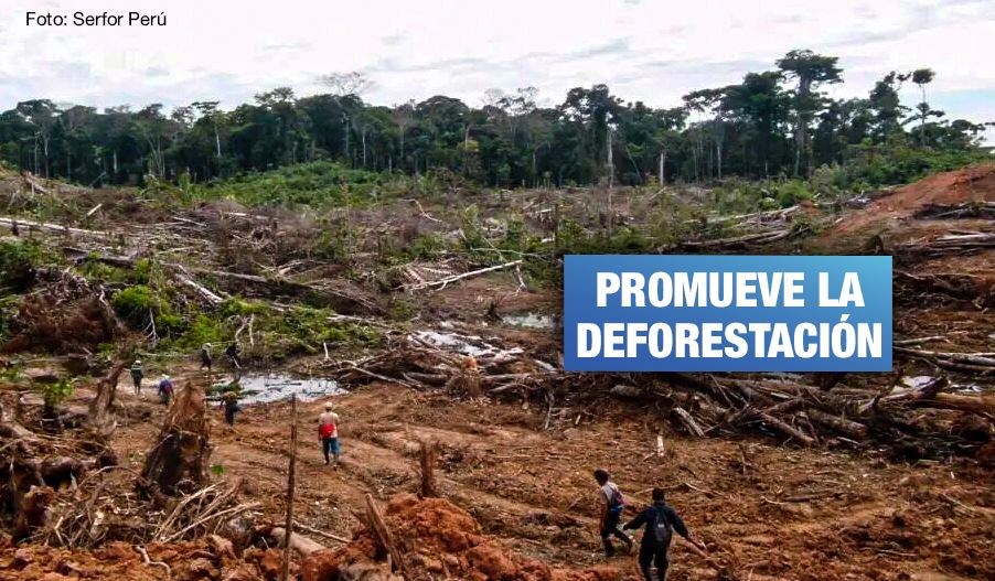Congreso pretende aprobar modificación de ley que perjudica bosques amazónicos y comunidades indígenas