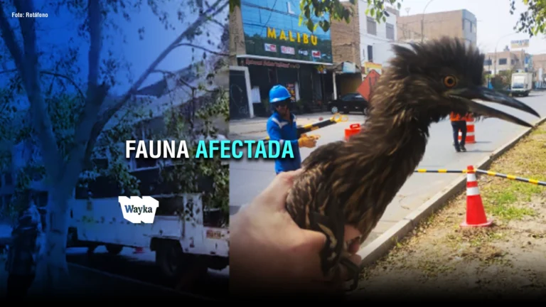 LOS OLIVOS: DENUNCIAN MUTILACIÓN ILEGAL DE ÁRBOLES Y DESTRUCCIÓN DE COLONIA DE GARZAS EN AVENIDA CORDIALIDAD